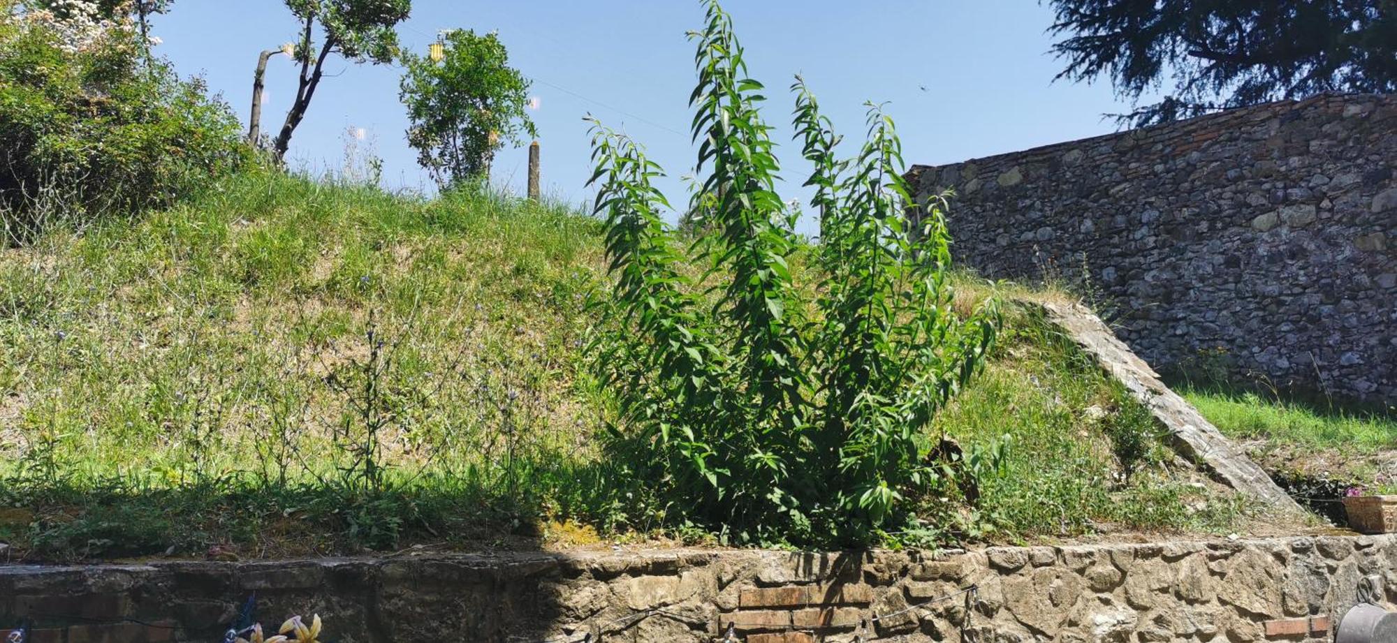 La Maison De Jardin Lucques